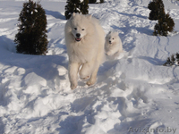 кобель самоедской собаки предлогается для вязок - Изображение #2, Объявление #821887