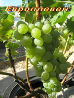 продажа саженцев винограда - Изображение #7, Объявление #41005