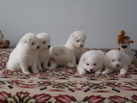 самоед, щенки самоеда - Изображение #2, Объявление #873678