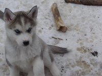 сибирский хаски - чудесные щенки - Изображение #1, Объявление #873677