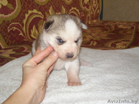 сибирский хаски - чудесные щенки - Изображение #2, Объявление #873677