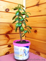 Толстянка (ДЕНЕЖНОЕ ДЕРЕВО) плюс комн. мята (плектрантус) в ПОДАРОК! - Изображение #1, Объявление #892621