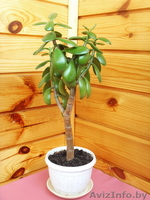 Толстянка (ДЕНЕЖНОЕ ДЕРЕВО) плюс комн. мята (плектрантус) в ПОДАРОК! - Изображение #2, Объявление #892621