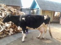 Продается молочная корова!!! - Изображение #1, Объявление #894447