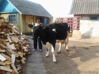 Продается молочная корова!!! - Изображение #2, Объявление #894447