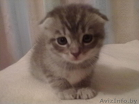 шотландская scottish fold - Изображение #3, Объявление #900339