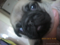 щенки мопса готовятся к продаже - Изображение #1, Объявление #936514