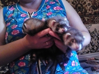 домашние хорьки - Изображение #3, Объявление #929516