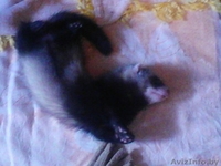 домашние хорьки - Изображение #2, Объявление #929516