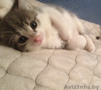 Эти две очаровательные крохи ищут маму! - Изображение #1, Объявление #978491