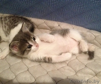 Эти две очаровательные крохи ищут маму! - Изображение #3, Объявление #978491