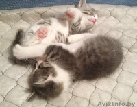 Эти две очаровательные крохи ищут маму! - Изображение #2, Объявление #978491