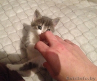 Эти две очаровательные крохи ищут маму! - Изображение #4, Объявление #978491