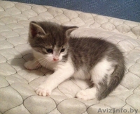 Эти две очаровательные крохи ищут маму! - Изображение #6, Объявление #978491