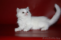 Белый хайленд страйт - Изображение #2, Объявление #908594