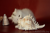 Белый хайленд страйт - Изображение #4, Объявление #908594