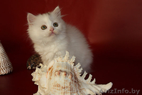 Белый хайленд страйт - Изображение #5, Объявление #908594