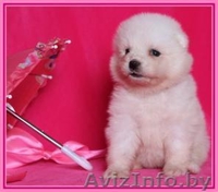 Прелестные щеночки самоедской лайки  - Изображение #1, Объявление #1018345