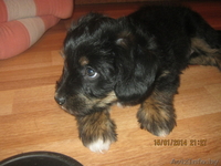 щенки в хорошие руки маленькие - Изображение #1, Объявление #1024575