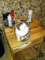 Отдам в хорошие руки! - Изображение #1, Объявление #1015043