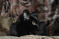 ОСОБЕННАЯ ЭЛИС ОЧЕНЬ ХОЧЕТ НАЙТИ СВОЙ ДОМ - Изображение #3, Объявление #1039759