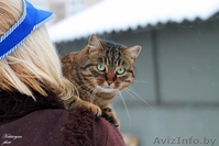 кошка и коты в дар - Изображение #3, Объявление #1039918