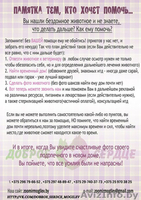 мышкин в добрые руки - Изображение #2, Объявление #1039544