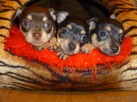 ПРОДАЮ ЩЕНКОВ ТОЙ ТЕРЬЕРА - Изображение #1, Объявление #1031405