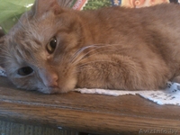 Отдам котика в хорошие руки - Изображение #2, Объявление #1038660