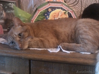 Отдам котика в хорошие руки - Изображение #4, Объявление #1038660