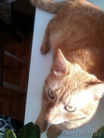 Отдам котика в хорошие руки - Изображение #1, Объявление #1038660
