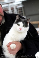 кошка и коты в дар - Изображение #4, Объявление #1039918