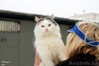кошка и коты в дар - Изображение #6, Объявление #1039918
