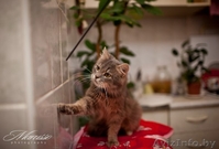 мышкин в добрые руки - Изображение #1, Объявление #1039544