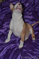 Девочка стандартного бультерьера - Изображение #3, Объявление #1057233