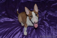 Девочка стандартного бультерьера - Изображение #2, Объявление #1057233