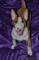 Девочка стандартного бультерьера - Изображение #1, Объявление #1057233