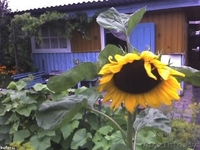 Продам дачу в Могилевском районе - Изображение #2, Объявление #1049735