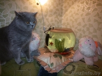 Очень милые британские котятки - Изображение #3, Объявление #1108807