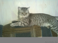 Очень милые британские котятки - Изображение #2, Объявление #1108807