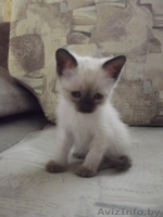 сиамскиe кошечки и котики - Изображение #2, Объявление #1118927