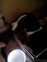 Отдам щенка джек рассел терьера - Изображение #1, Объявление #1122157