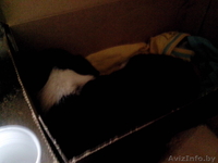 Отдам щенка джек рассел терьера - Изображение #3, Объявление #1122157