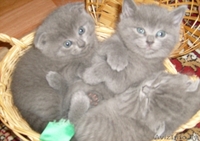 продам очаровательных британских котят - Изображение #1, Объявление #1128250