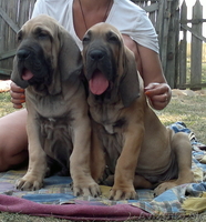 фила бразилейро щенки - Изображение #1, Объявление #1128198