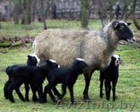 Баранина и козлятина - Изображение #3, Объявление #1141657