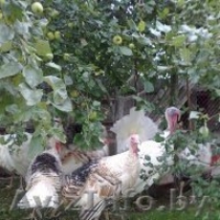 индюков и индюшек  - Изображение #1, Объявление #1149594