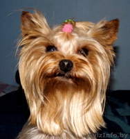 Продам щенков йоркширских терьеров  - Изображение #1, Объявление #1164451