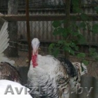 индюков и индюшек  - Изображение #2, Объявление #1149594