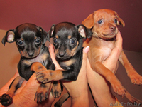 Той-терьер мини  - Изображение #2, Объявление #1163791